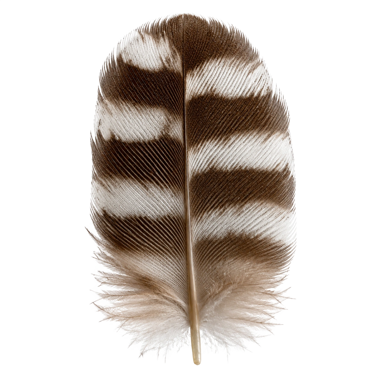 Macro photograph of a single barred owl feather